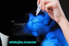 лишай у котенка лишай у котенка