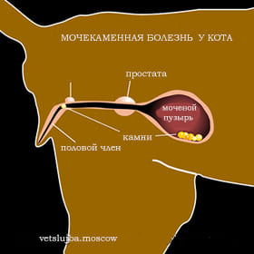 мочекаменная болезнь у котов мочекаменная болезнь у котов