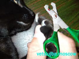 как постричь когти кошке как постричь когти кошке