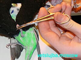 как постричь когти попугая как постричь когти кошке