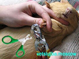 Стрижка когтей у свинки Стрижка когтей у собак