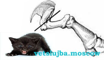 удаление когтей у кошек удаление когтей у кошек