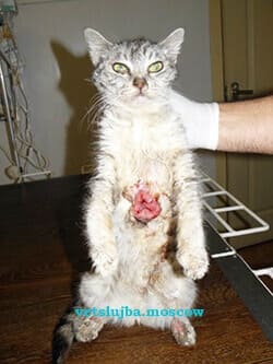 опухоль молочной железы кошка опухоль молочной железы кошка