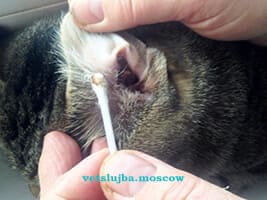 отит у собак отит у собак
