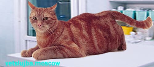 течка у кошек течка у кошек