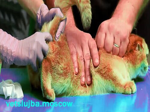 воспаление параанальной железы у кошки воспаление параанальной железы у кошки