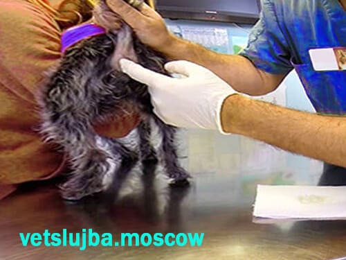 чистка параанальных желез у собаки чистка параанальных желез у собаки