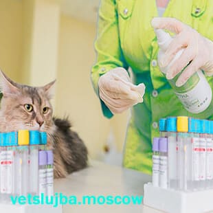 анализы животным анализы животным