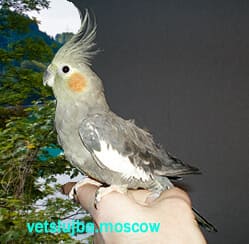лечение корелла лечение корелла