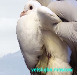 лечение голубей лечение голубей