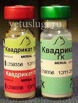 квадрикат