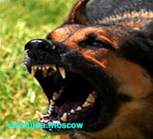 бешенство у собак бешенство у собак