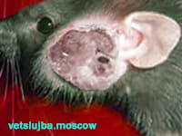 лечение крыс лечение крыс