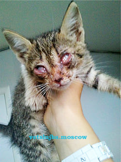 ринотрахеит у кошек