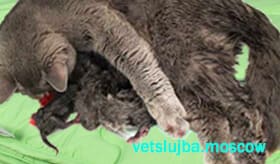 роды у кошки роды у кошки