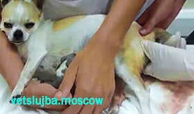 роды чихуа роды чихуа