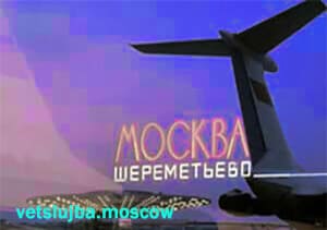 собаки, кошки в самолете перевозка животных на самолете