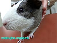 лечение морских свинок лечение морских свинок