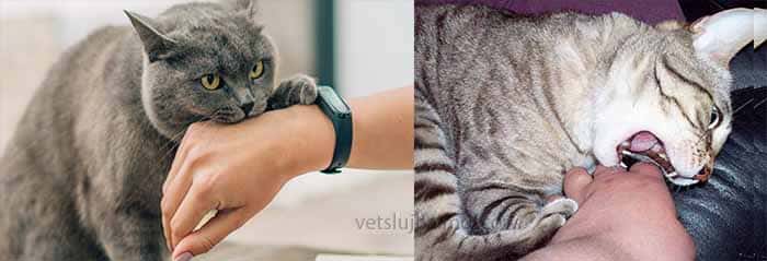 укусила кошка укусила кошка