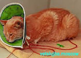 у кота кровь в моче у кота кровь в моче