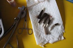купирование хвоста купирование хвоста
