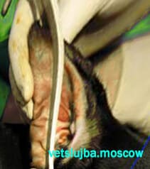 купирование ушей цена купирование ушей цена