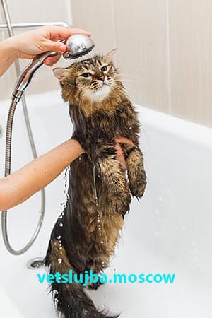 уход за кошкой
