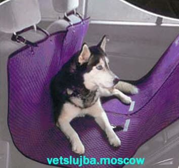 такси для собак такси для собак