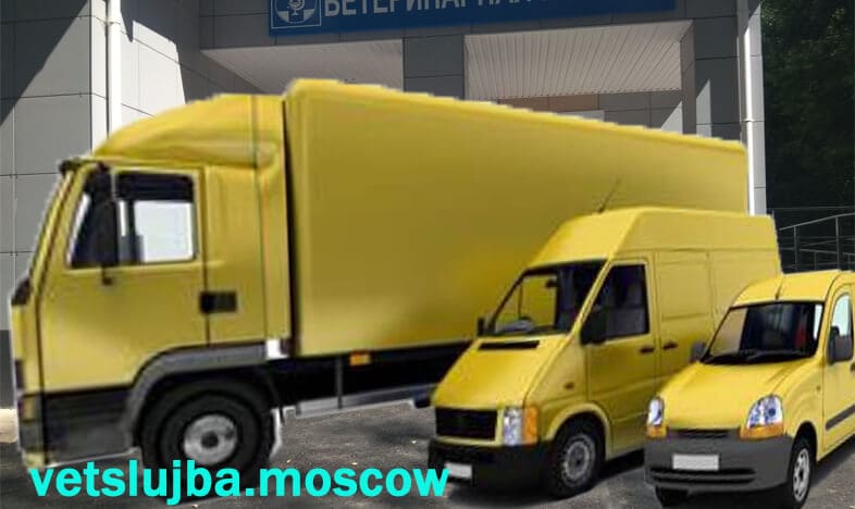 зоотакси зоотакси