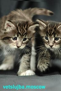 Выбрать котенка Выбрать котенка