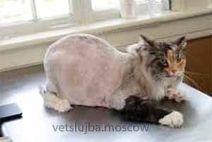 мытье кошек мытье кошек