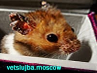 лечение хомяков лечение хомяков