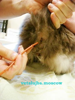 запор у кошки